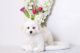 Bichon Frise Puppies for sale in New Orleans, LA, USA. price: $500