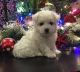 Bichon Frise Puppies for sale in Allentown, PA, USA. price: NA