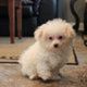 Bichon Frise Puppies for sale in Charleston, WV, USA. price: $400