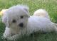 Bichon Frise Puppies for sale in Beaver Creek, CO 81620, USA. price: NA