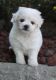 Bichon Frise Puppies for sale in Concord, CA, USA. price: NA