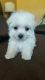 Bichon Frise Puppies for sale in Boise, ID, USA. price: NA