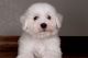 Bichon Frise Puppies for sale in Springfield, MA, USA. price: NA