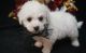 Bichon Frise Puppies for sale in Boston, MA, USA. price: NA