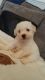Bichon Frise Puppies for sale in Wheatland, WY 82201, USA. price: NA