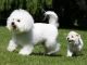 Bichon Frise Puppies for sale in New York, NY, USA. price: NA