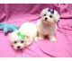 Bichon Frise Puppies for sale in Frederick, MD, USA. price: NA
