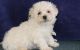 Bichon Frise Puppies for sale in Beaver Creek, CO 81620, USA. price: $500