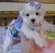 Bichon Frise Puppies for sale in Agoura Hills, CA, USA. price: NA