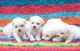 Bichon Frise Puppies for sale in Ontario, CA, USA. price: NA