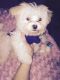 Bichon Frise Puppies for sale in Lowell, MA, USA. price: NA