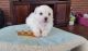 Bichon Frise Puppies for sale in Portland, OR, USA. price: $450