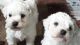 Bichon Frise Puppies for sale in Garden Grove, CA, USA. price: NA
