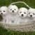 Bichon Frise Puppies for sale in Frederick, MD, USA. price: NA