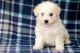 Bichon Frise Puppies for sale in Hanford, CA 93230, USA. price: NA
