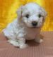 Bichon Frise Puppies for sale in Berkeley, CA, USA. price: NA