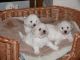 Bichon Frise Puppies for sale in Montgomery, AL, USA. price: NA