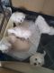 Bichon Frise Puppies for sale in Birmingham, AL, USA. price: $300