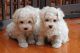 Bichon Frise Puppies for sale in Georgetown, GA, USA. price: NA