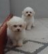 Bichon Frise Puppies for sale in El Paso, TX, USA. price: NA