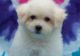 Bichon Frise Puppies for sale in Gresham, OR, USA. price: $500