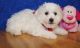 Bichon Frise Puppies for sale in Fontana, CA, USA. price: NA