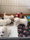Bichon Frise Puppies for sale in Huntsville, AL, USA. price: $220