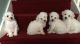 Bichon Frise Puppies for sale in Miami Gardens, FL, USA. price: NA
