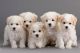 Bichon Frise Puppies for sale in Nashville, TN, USA. price: NA