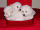 Bichon Frise Puppies for sale in Orlando, FL, USA. price: $300
