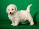 Bichon Frise Puppies for sale in Richmond, VA, USA. price: NA