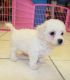 Bichon Frise Puppies for sale in Jacksonville, FL, USA. price: NA