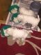 Bichon Frise Puppies for sale in Cedar Rapids, IA, USA. price: NA