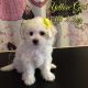 Bichon Frise Puppies for sale in Apple Valley, CA, USA. price: NA