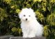 Bichon Frise Puppies for sale in Anaheim, CA, USA. price: NA