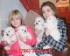 Bichon Frise Puppies for sale in Birmingham, AL, USA. price: $350