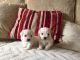 Bichon Frise Puppies for sale in Spokane, WA, USA. price: NA