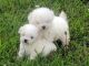 Bichon Frise Puppies for sale in Amherst, NH 03031, USA. price: NA