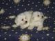 Bichon Frise Puppies for sale in MN-7, Minnesota, USA. price: NA