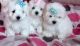 Bichon Frise Puppies for sale in Chicago Private, Ottawa, ON K2A 3G9, Canada. price: $450