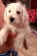 Bichon Frise Puppies for sale in Mt Pleasant, MI 48858, USA. price: $400