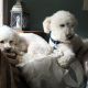 Bichon Frise Puppies for sale in San Marcos, CA, USA. price: NA