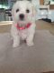 Bichon Frise Puppies for sale in Osage City, KS 66523, USA. price: NA