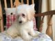 Bichon Frise Puppies for sale in Columbus, OH, USA. price: NA