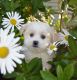 Bichon Frise Puppies for sale in Celina, OH 45822, USA. price: $550