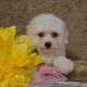Bichon Frise Puppies for sale in Canton, OH, USA. price: NA