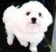 Bichon Frise Puppies for sale in NJ-38, Cherry Hill, NJ 08002, USA. price: NA