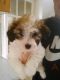 Bichon Frise Puppies for sale in Denver, CO, USA. price: $400