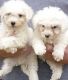 Bichon Frise Puppies for sale in Philadelphia, PA, USA. price: NA
