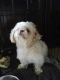 Bichon Frise Puppies for sale in AR-98, Emerson, AR 71740, USA. price: NA